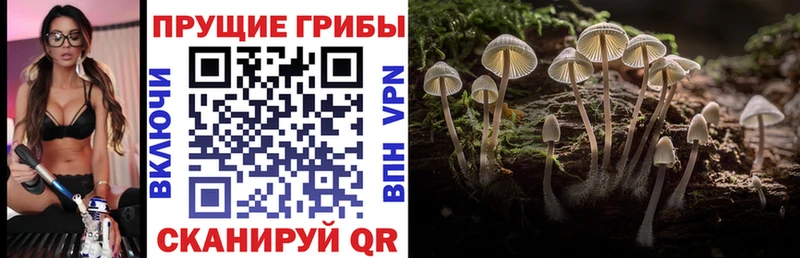 блэк спрут онион Кизел Галлюциногенные грибы ЛСД